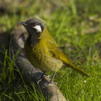 White-eared Honeyeater